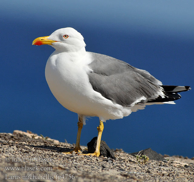 Larus michahellis 黃腳銀鷗 Etelänharmaalokki Gabbiano reale