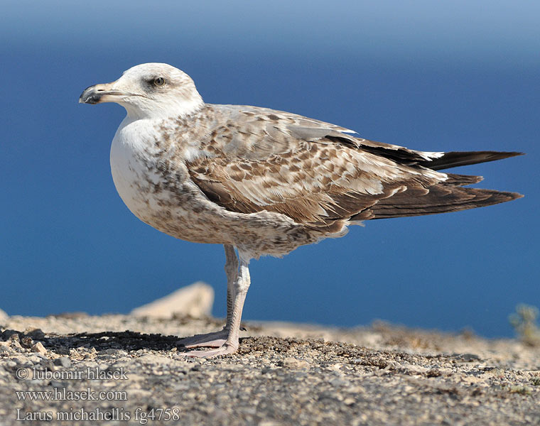 Larus michahellis キアシセグロカモメ Geelpootmeeuw Gulbeinmåke