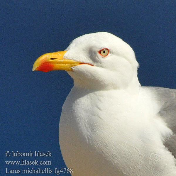 Larus michahellis Čajka žltonohá Medelhavstrut