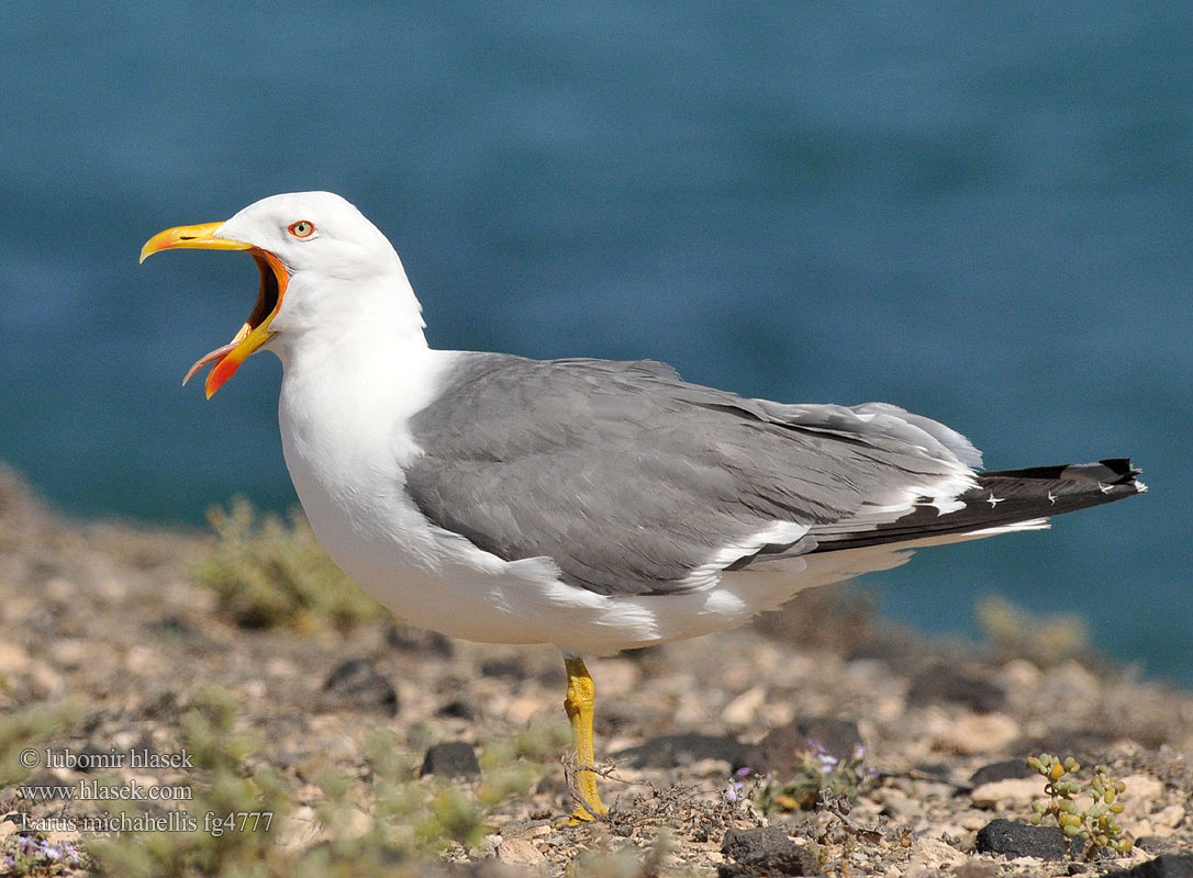 Larus michahellis Racek středomořský Mittelmeermöwe Mewa romańska