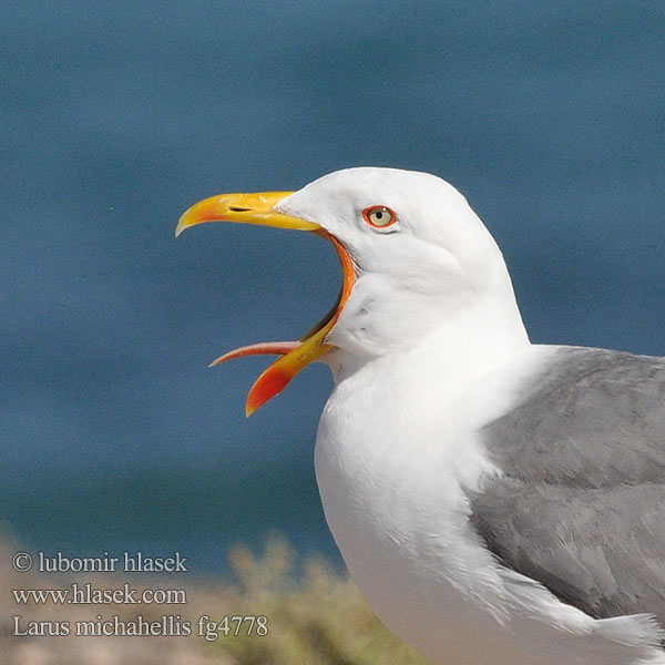 Goéland leucophée Средиземноморская чайка Gaviota Patiamarilla