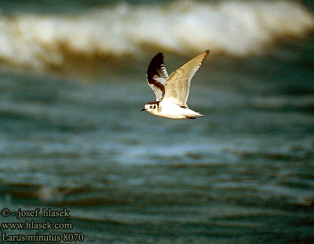 Чайка малая Mewa mała Väikekajakas Kis sirály Mazais ķīris Čajka malá Gaivotas pequenas 小鷗 ヒメカモメ النورس الصغير Νανόγλαρος Gaivota-pequena Малий мартин Küçük martı שחף גמד Larus minutus Little Gull Zwergmöwe Mouette pygmée Gaviota Enana Racek malý Dværgmåge Dwergmeeuw Pikkulokki Gabbianello Dvergmåke Dvärgmås