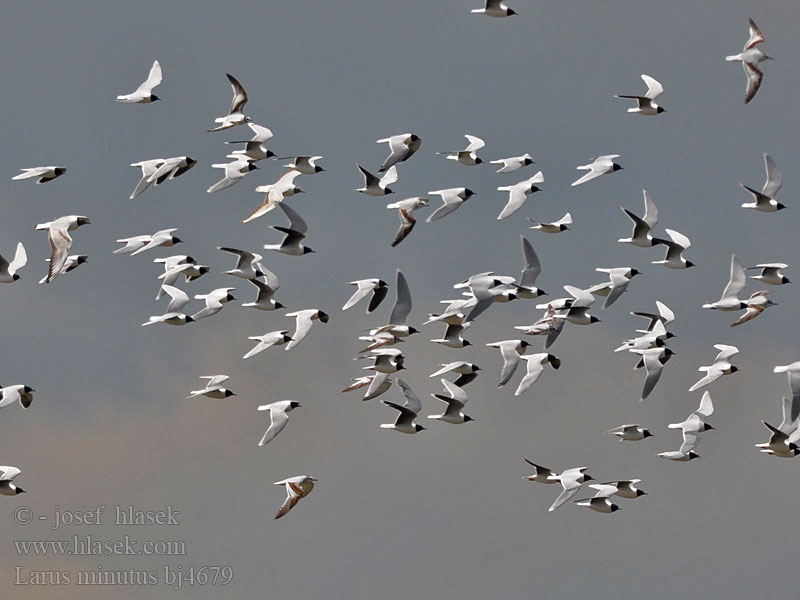 Čajka malá Gaivotas pequenas 小鷗 ヒメカモメ النورس الصغير Νανόγλαρος Gaivota-pequena Малий мартин Küçük martı שחף גמד Larus minutus Little Gull Zwergmöwe Mouette pygmée Gaviota Enana Racek malý Dværgmåge Dwergmeeuw Pikkulokki Gabbianello Dvergmåke Dvärgmås Чайка малая Mewa mała Väikekajakas Kis sirály Mazais ķīris