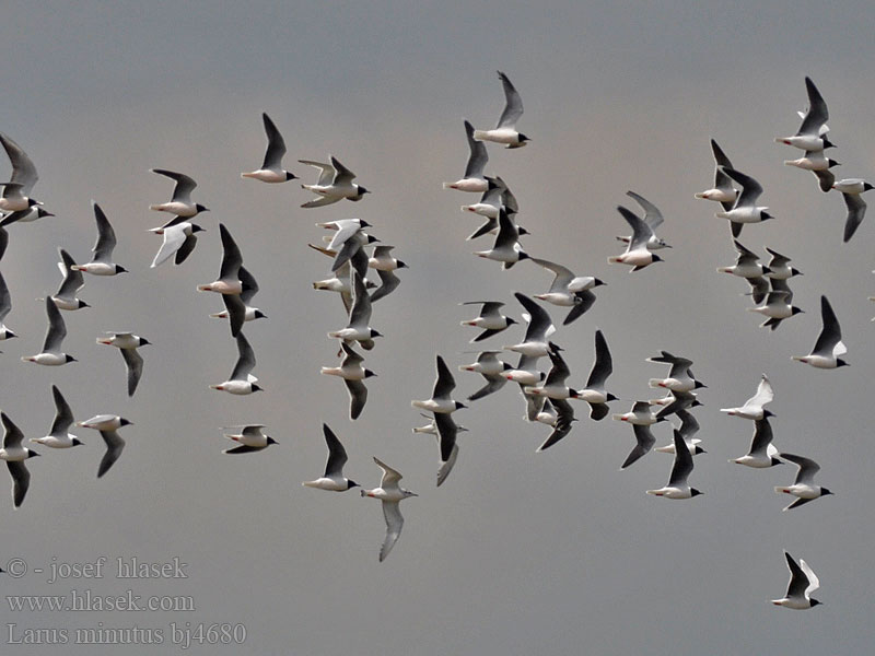 Larus minutus bj4680