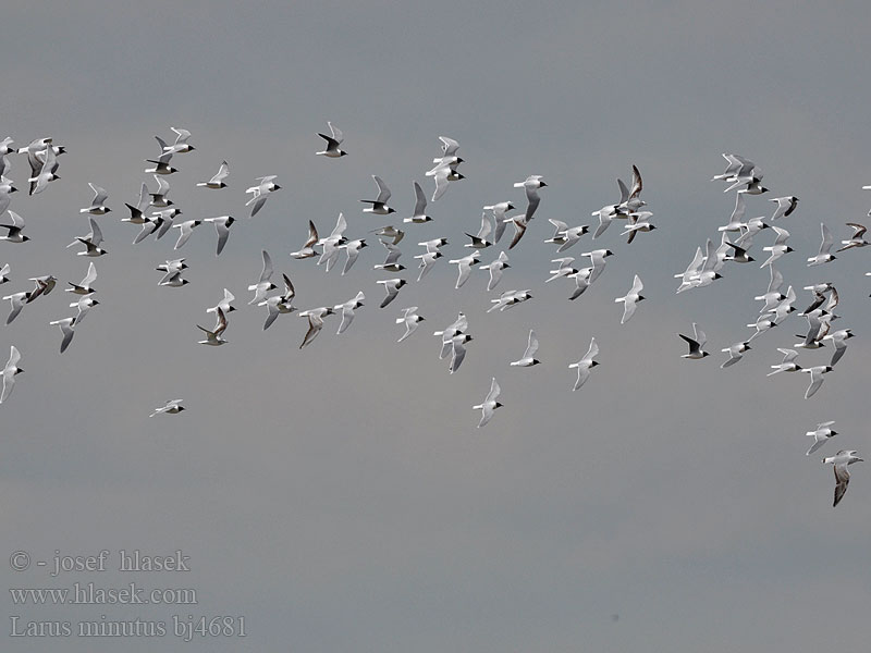 Larus minutus bj4681