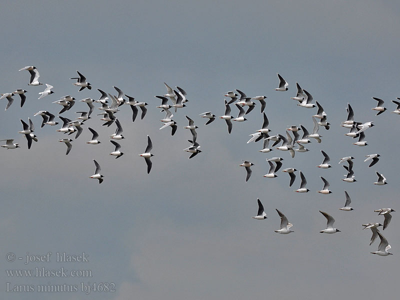 Larus minutus bj4682