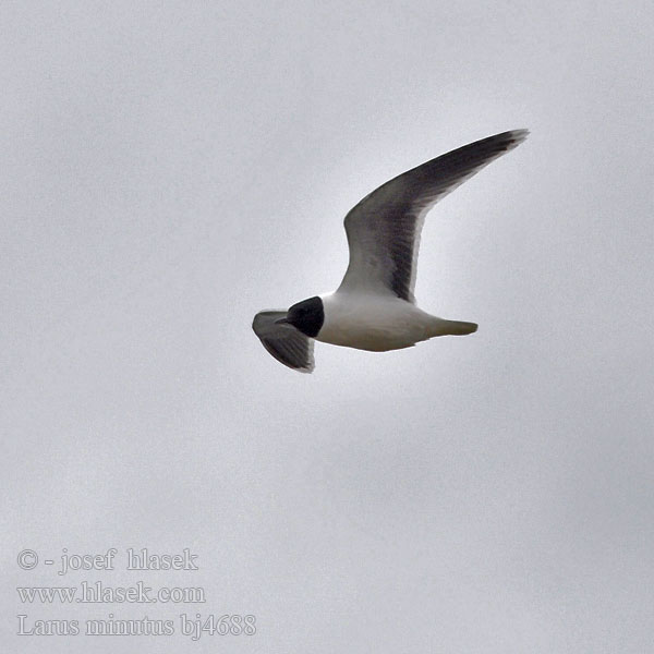 Larus minutus bj4688