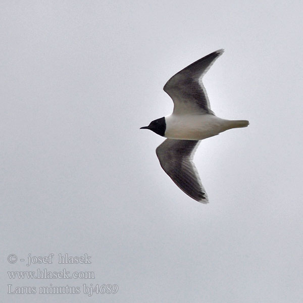 Larus minutus bj4689