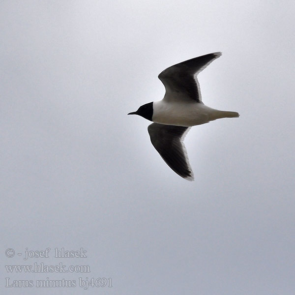 Larus minutus bj4691