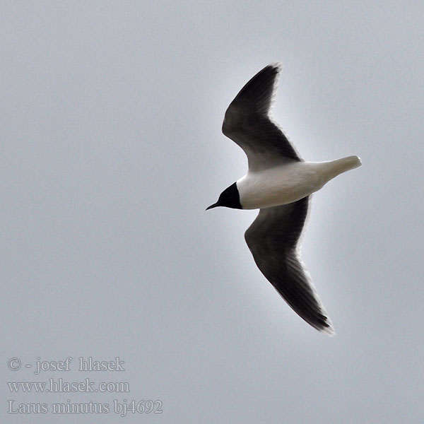 Larus minutus bj4692