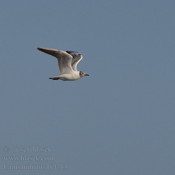 Larus minutus bj4713