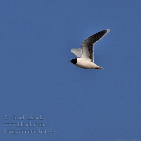 Larus minutus bj4778