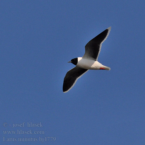 Larus minutus bj4779