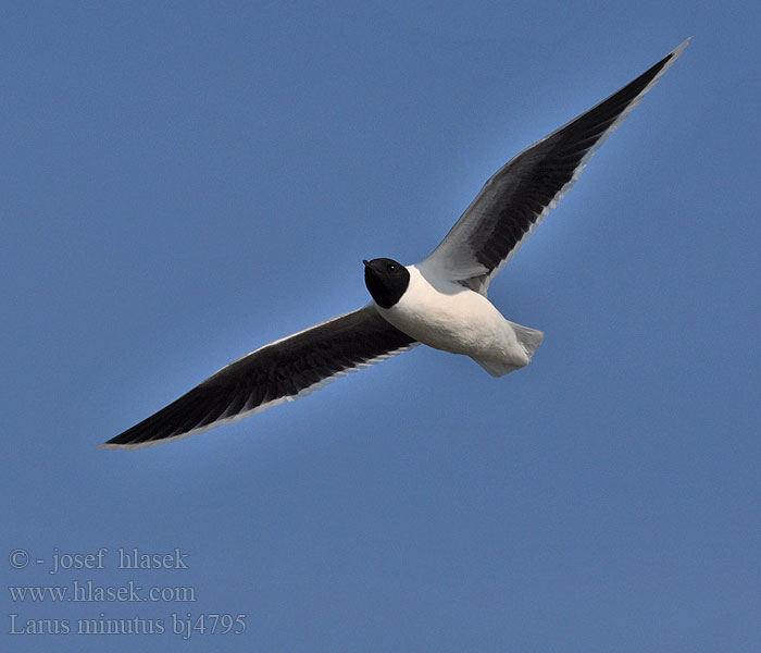 Larus minutus bj4795