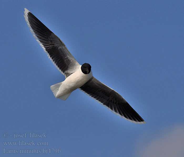 Larus minutus bj4796