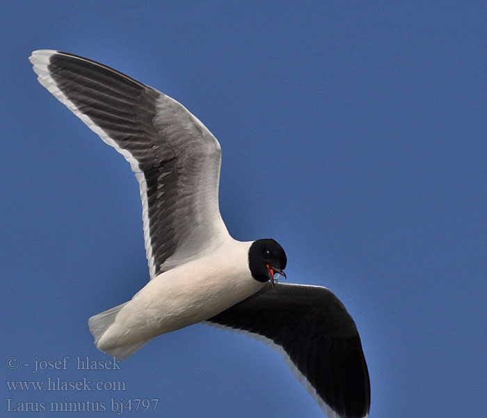 Larus minutus bj4797