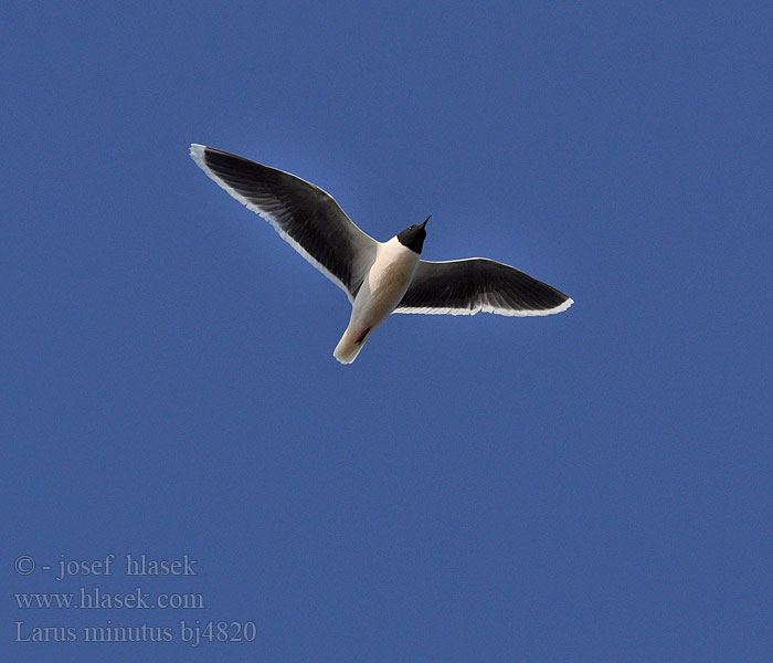 Larus minutus bj4820