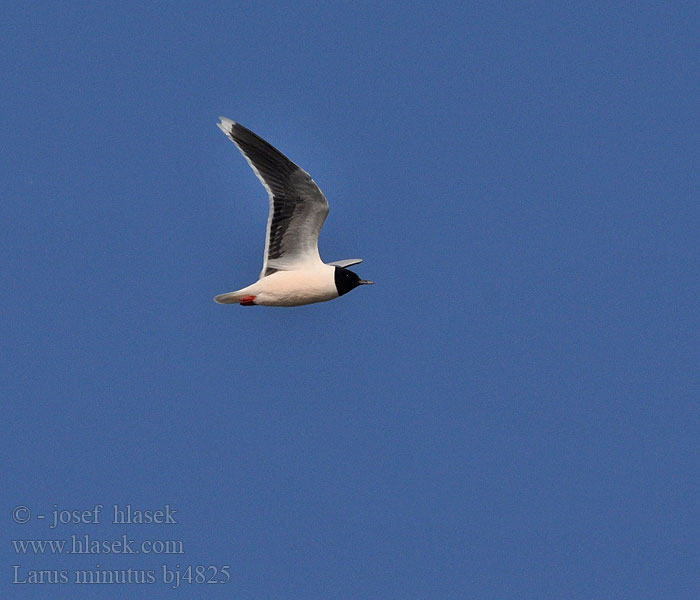 Larus minutus bj4825