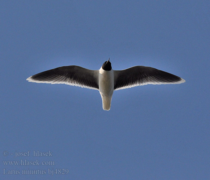 Larus minutus bj4829