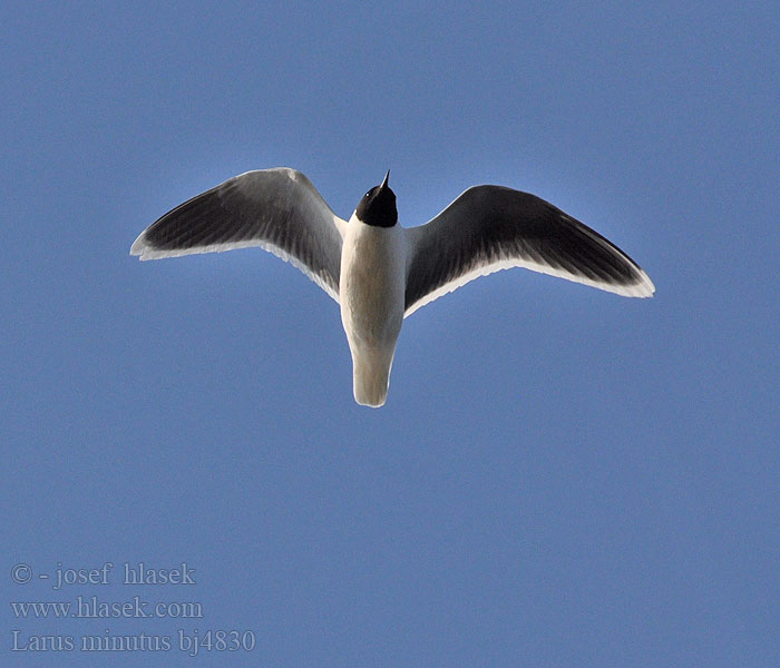 Larus minutus bj4830