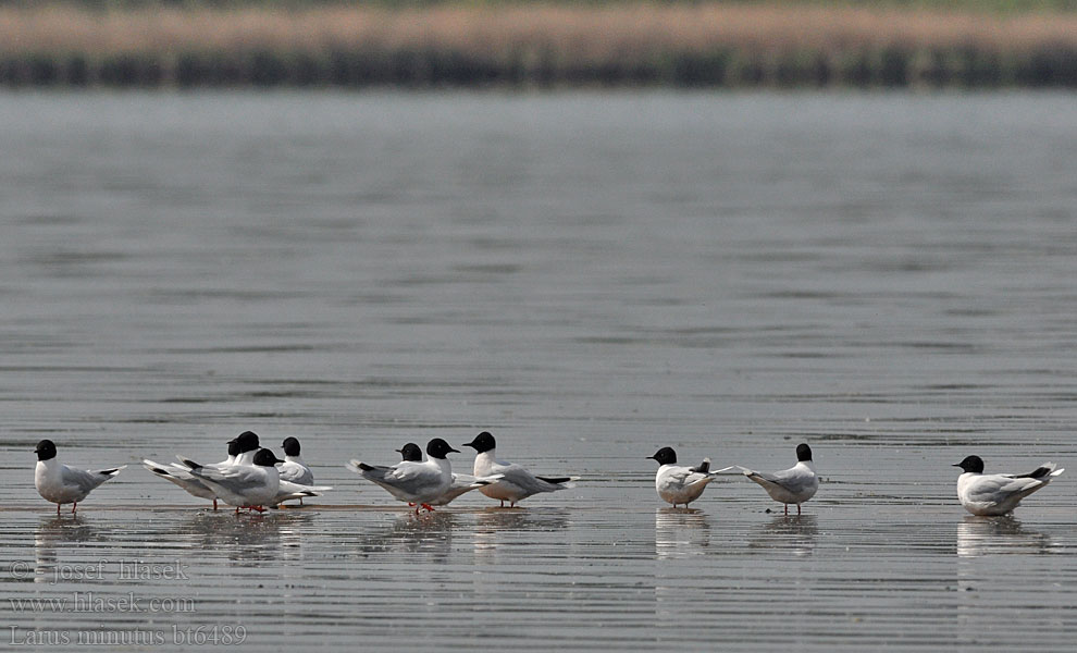 Larus minutus Gabbianello Dvergmåke Dvärgmås Чайка малая