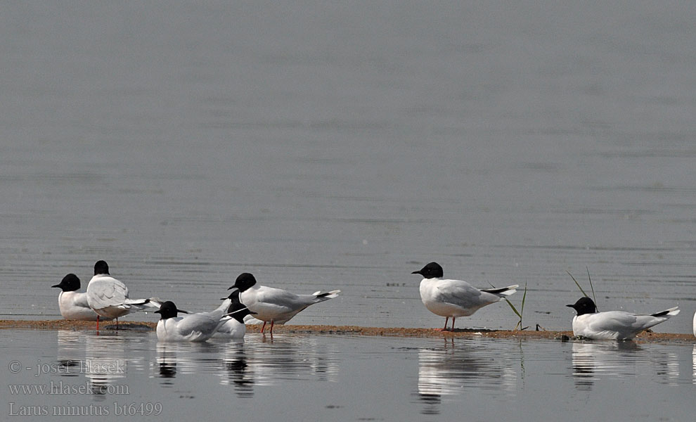 Larus minutus Čajka malá Gaivotas pequenas 小鷗 ヒメカモメ النورس الصغير