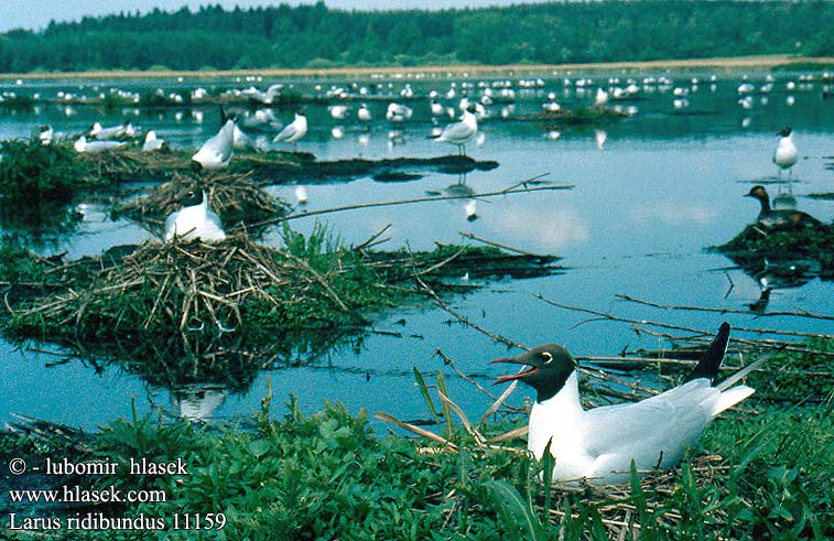 Larus ridibundus Black-headed Gull Lachmöwe Mouette rieuse Gaviota Reidora Racek chechtavý Hættemåge Kokmeeuw Naurulokki Gabbiano comune Hettemåke Skrattmås Озерная чайка Mewa śmieszka Dankasirály Čajka smejivá Guincho comum Obični galeb Lielais Kiris Naerukajakas 紅嘴鷗 ユリカモメ النورس أسود الرأس 붉은부리갈매기 Καστανοκέφαλος Γλάρος Guincho-comum Звичайний мартин Swartkopmeeu Karabağ martı שחף אגמים