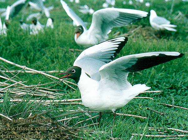 Gaviota Reidora Racek chechtavý Hættemåge Kokmeeuw Naurulokki Gabbiano comune Hettemåke Skrattmås Озерная чайка Mewa śmieszka Dankasirály Čajka smejivá Guincho comum Obični galeb Lielais Kiris Naerukajakas 紅嘴鷗 ユリカモメ النورس أسود الرأس 붉은부리갈매기 Καστανοκέφαλος Γλάρος Guincho-comum Звичайний мартин Swartkopmeeu Karabağ martı שחף אגמים Larus ridibundus Black-headed Gull Lachmöwe Mouette rieuse