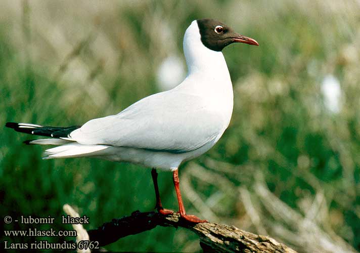 Larus ridibundus 6762