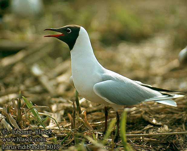 Larus ridibundus 8013