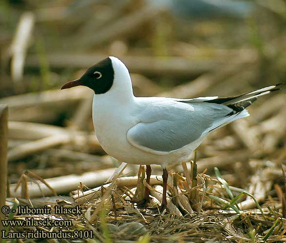 Larus ridibundus 8101