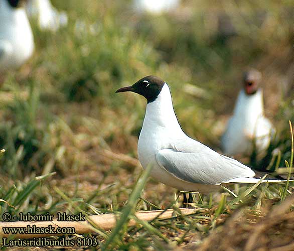 Larus ridibundus 8103