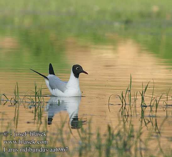 Larus ridibundus aa6967