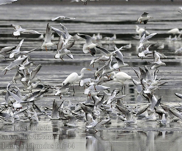 Larus ridibundus b1744