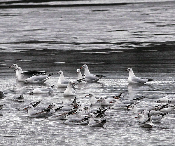 Larus ridibundus b1809