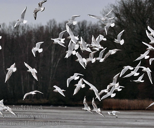 Larus ridibundus b1817