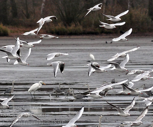 Larus ridibundus b1830