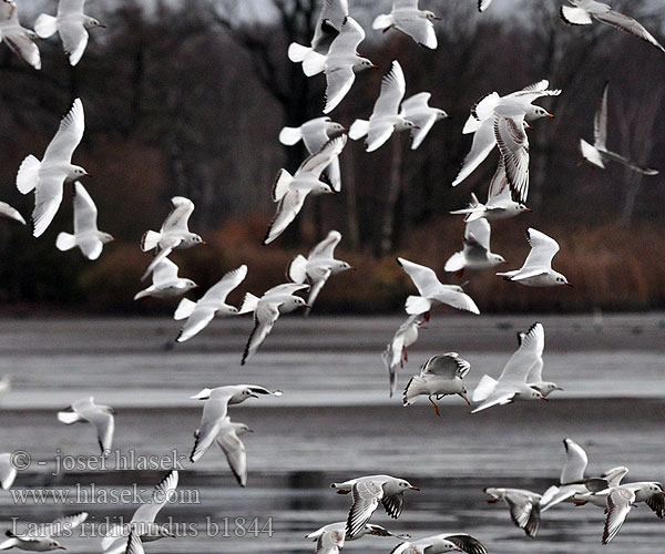 Larus ridibundus b1844