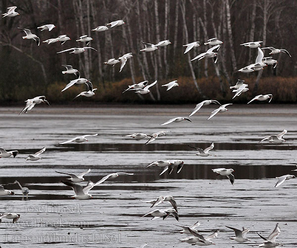 Larus ridibundus b1861