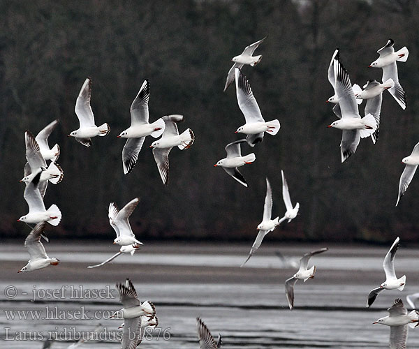 Larus ridibundus Black-headed Gull Lachmöwe Mouette rieuse Gaviota Reidora Racek chechtavý Hættemåge Kokmeeuw Naurulokki Gabbiano comune Hettemåke Skrattmås Озерная чайка Mewa śmieszka Dankasirály Čajka smejivá Guincho comum Obični galeb Lielais Kiris Naerukajakas 紅嘴鷗 ユリカモメ النورس أسود الرأس 붉은부리갈매기 Καστανοκέφαλος Γλάρος Guincho-comum Звичайний мартин Swartkopmeeu Karabağ martı שחף אגמים