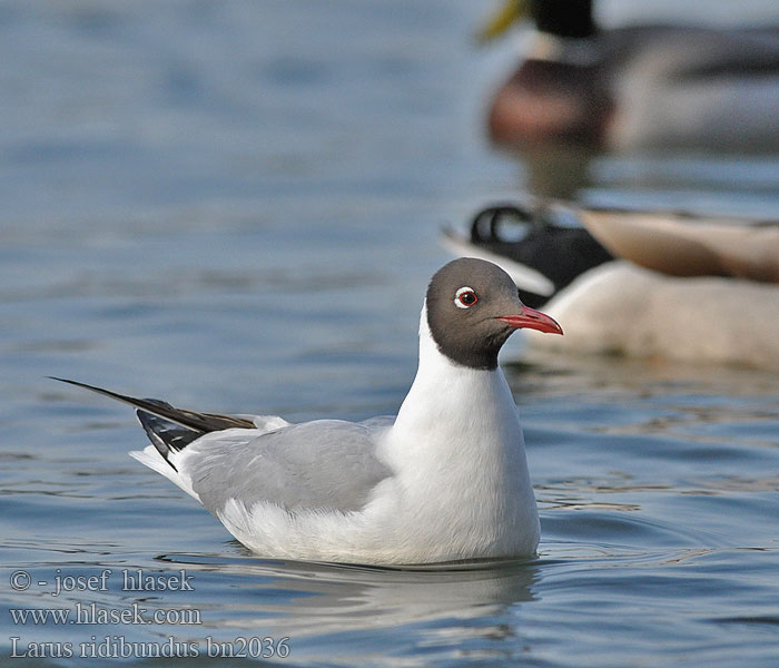 Larus ridibundus bn2036