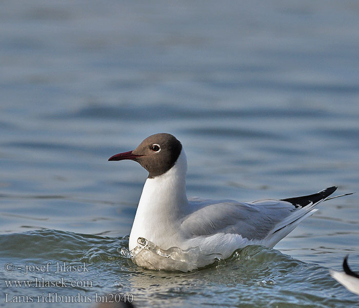 Larus ridibundus bn2040