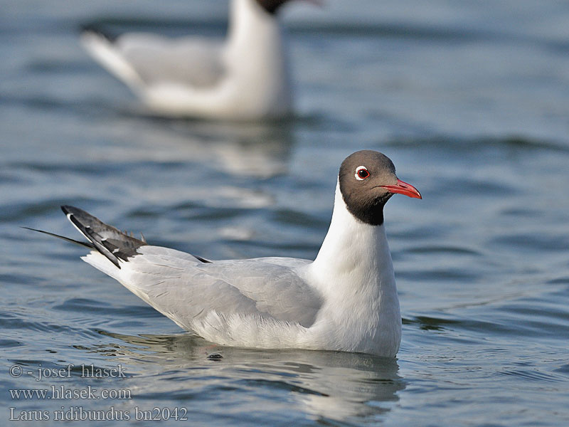 Larus ridibundus bn2042