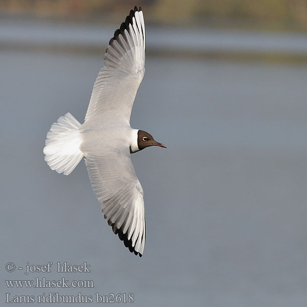 Larus ridibundus bn2618