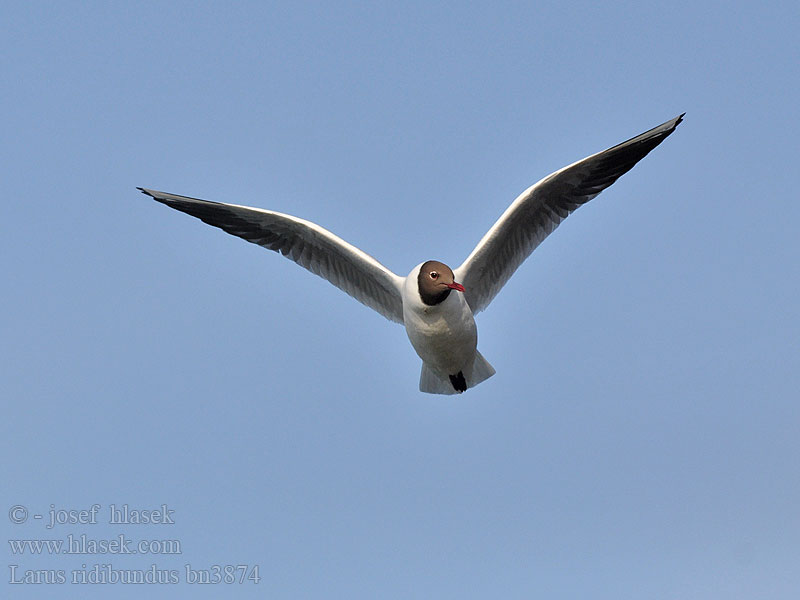 Larus ridibundus bn3874