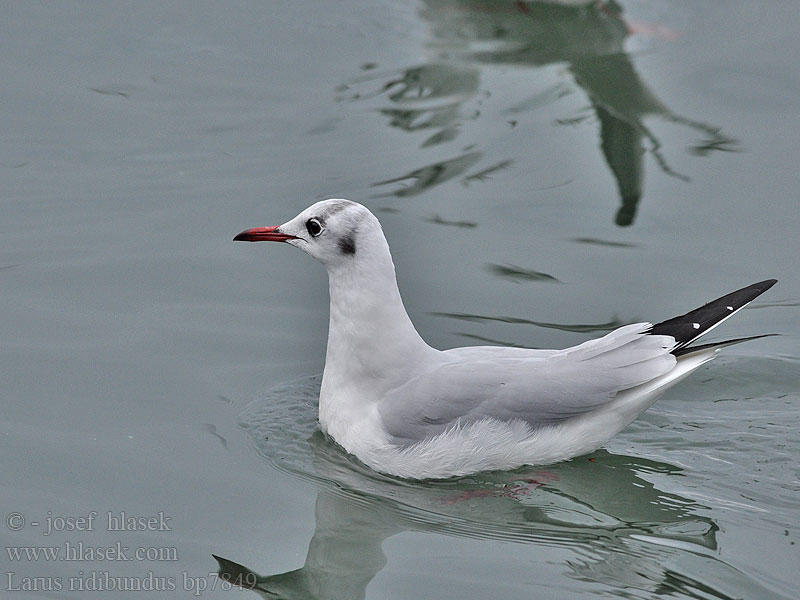 Larus ridibundus bp7849