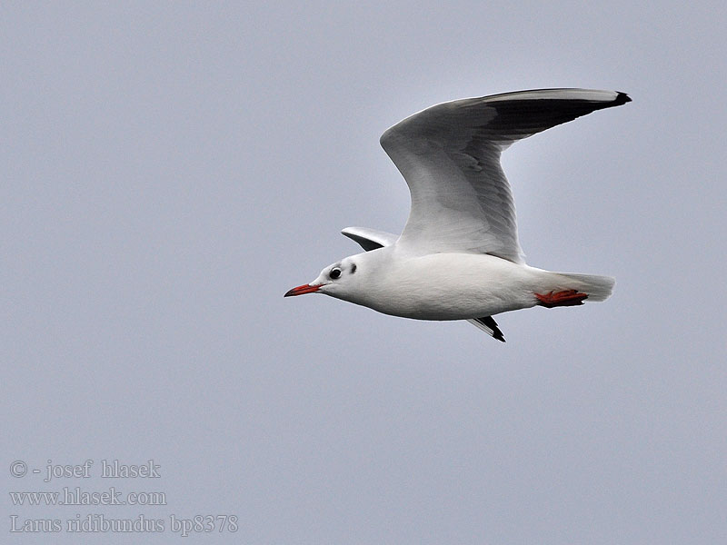 Larus ridibundus bp8378