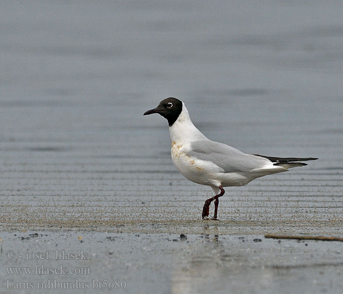 Larus ridibundus Black-headed Gull