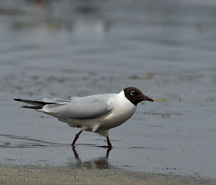 Larus ridibundus Lachmöwe