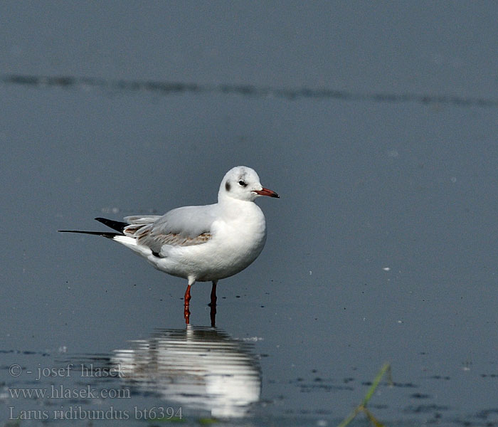 Larus ridibundus Mouette rieuse